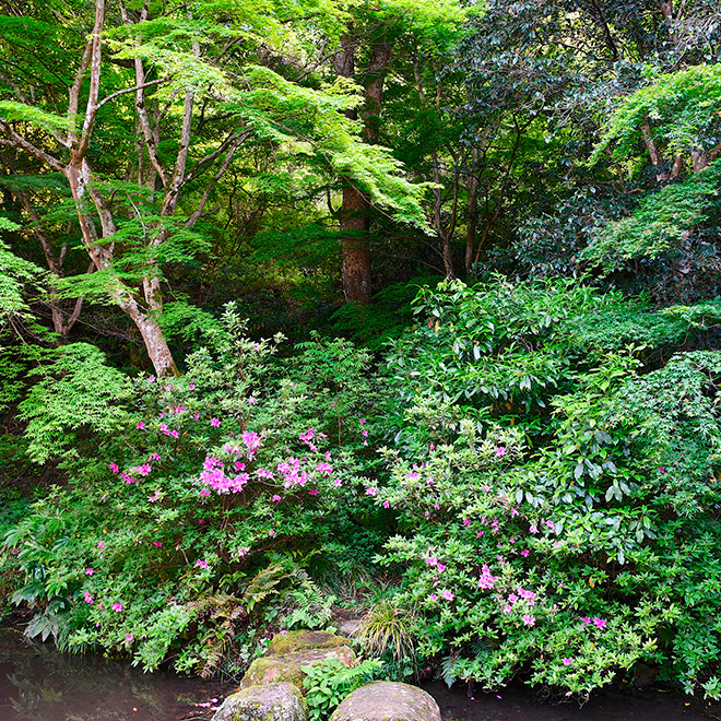 打吹公園のつつじ