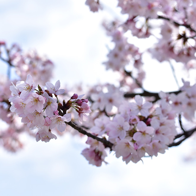 倉吉市会下谷川の桜並木