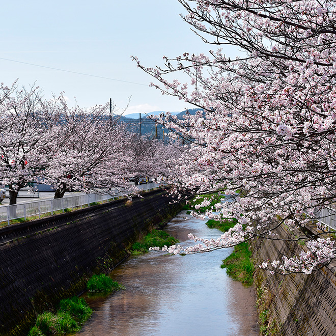 倉吉市会下谷川の桜